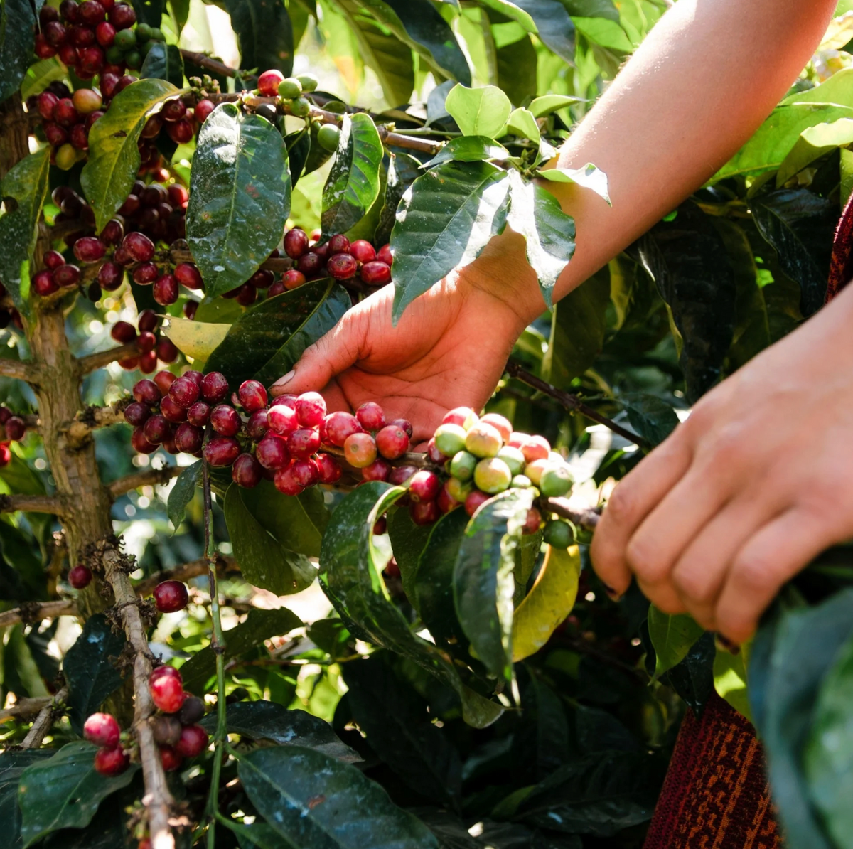 Beans | Guatemala San Martin Organic