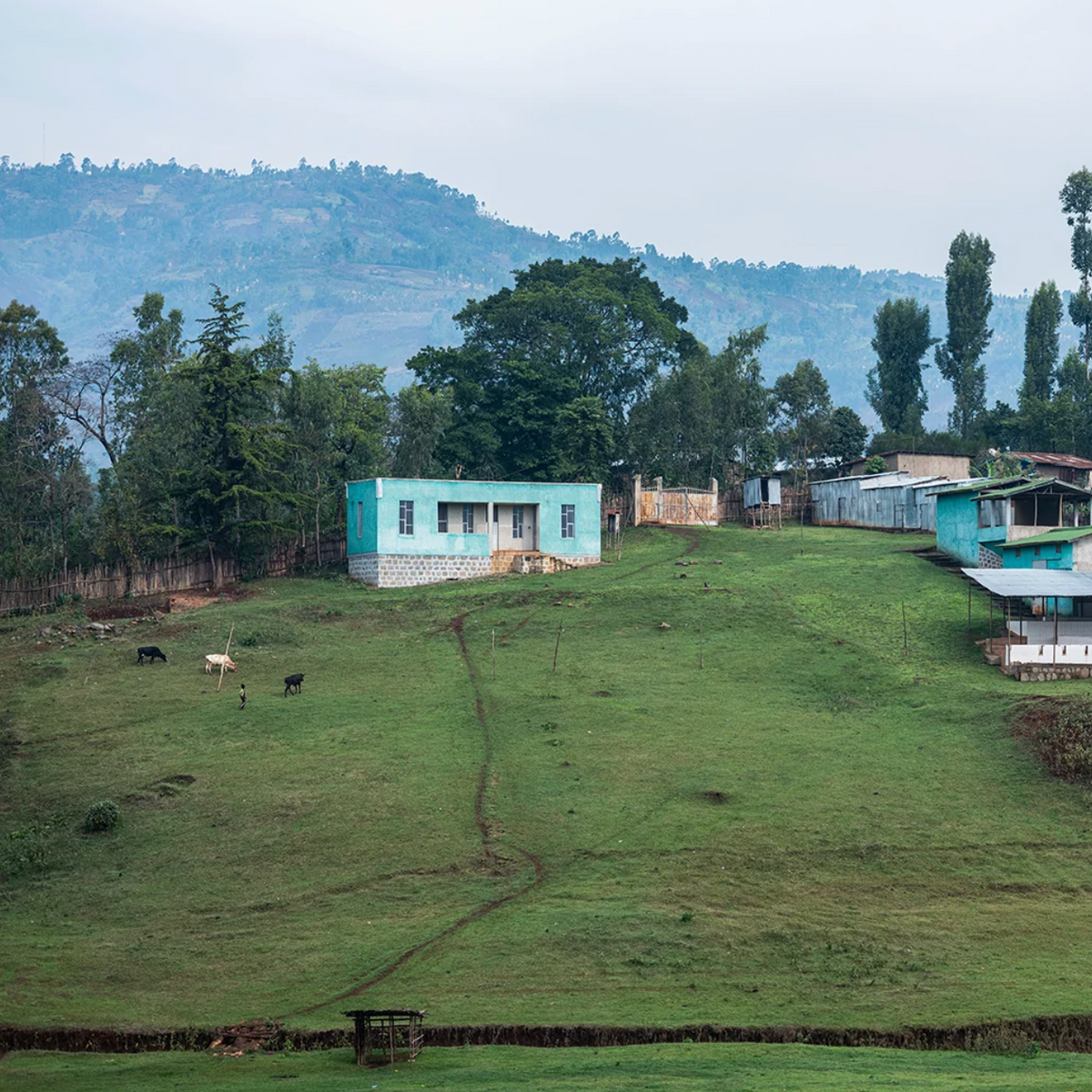 Beans | Ethiopia Gori Gesha Wine Natural Gr1