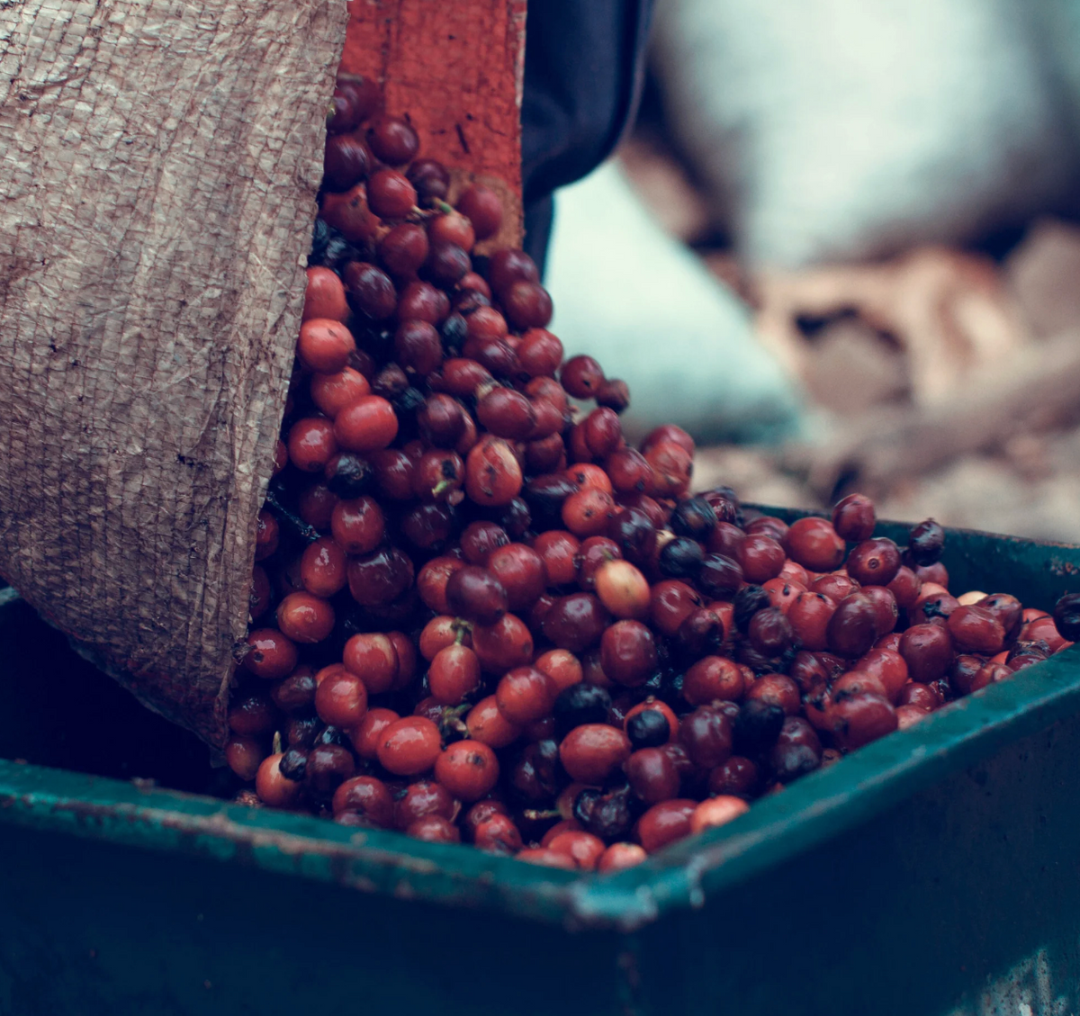 Beans |  Costa Rica SHB Esperanza Washed